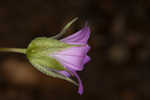 Longstalk cranesbill